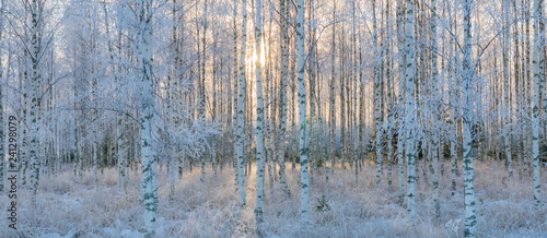 Fototapeta Naklejka Na Ścianę i Meble -  Birch tree forest covered by fresh frost and snow during winter Christmas time