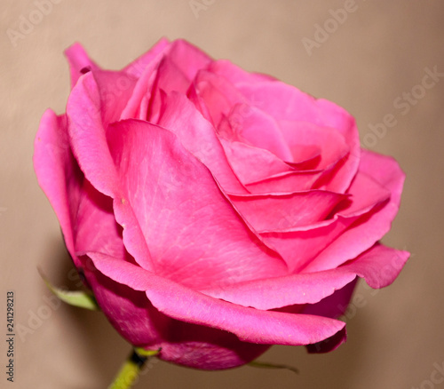 pink rose