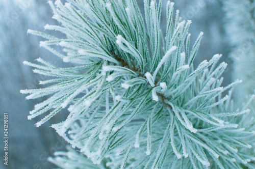 Pine needles in severe frost