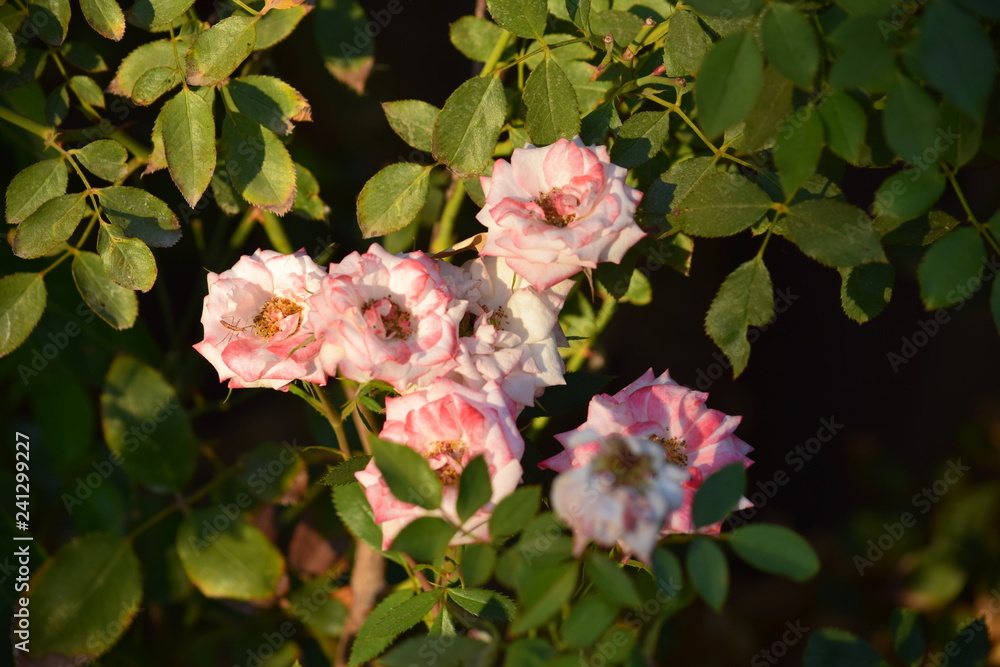 Obraz premium Flowers