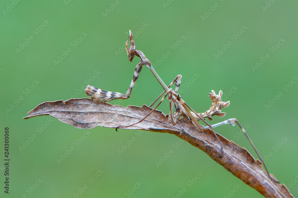 a mantis - empusa sp. a mantis - empusa sp.