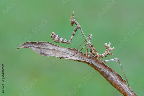 a mantis - empusa sp. © Marek R. Swadzba