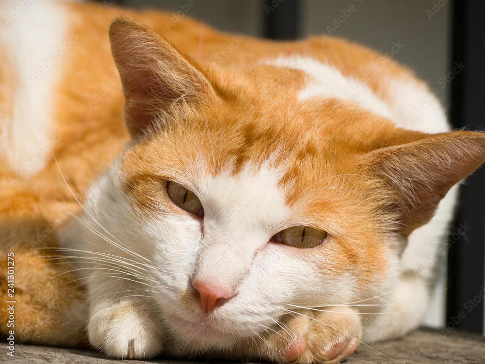 Cute orange cat Sleeping and looking at the camera