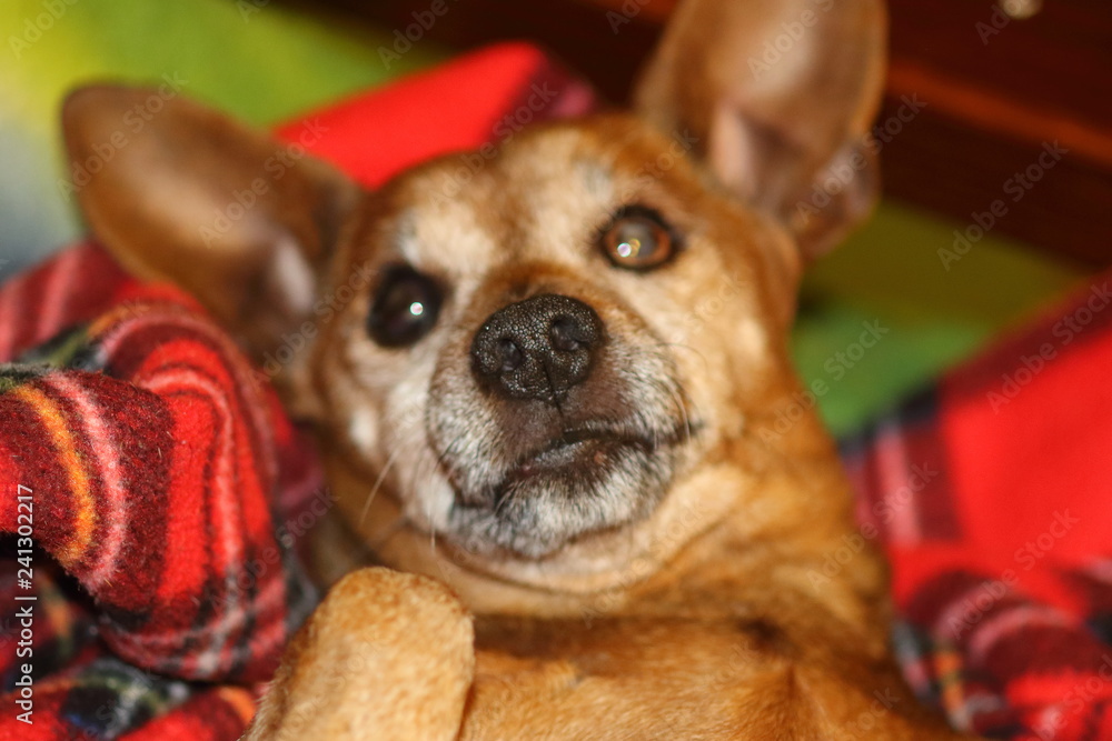 This dog loves caresses