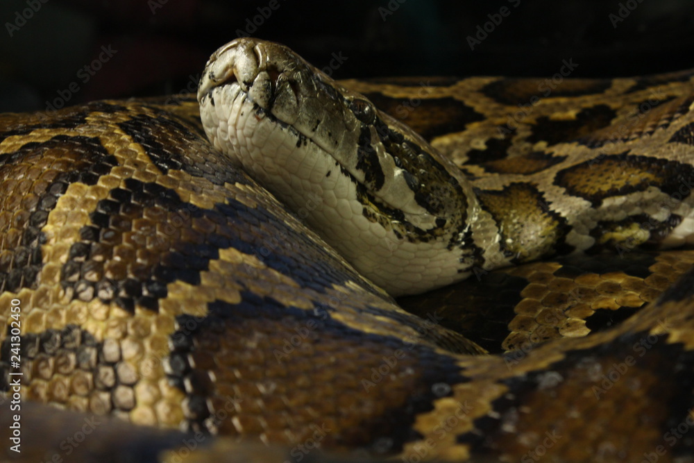 Obraz premium python