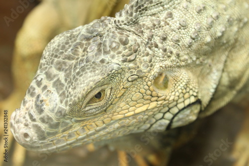 closeup of iguana