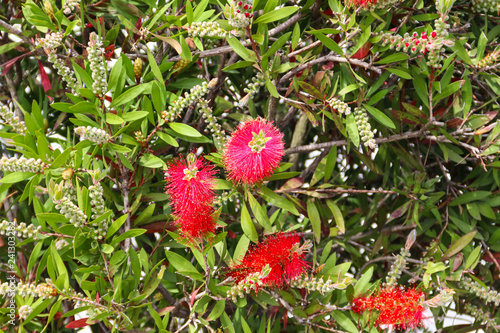 Red Bottlebrush flowers (Callistemon citrinus)