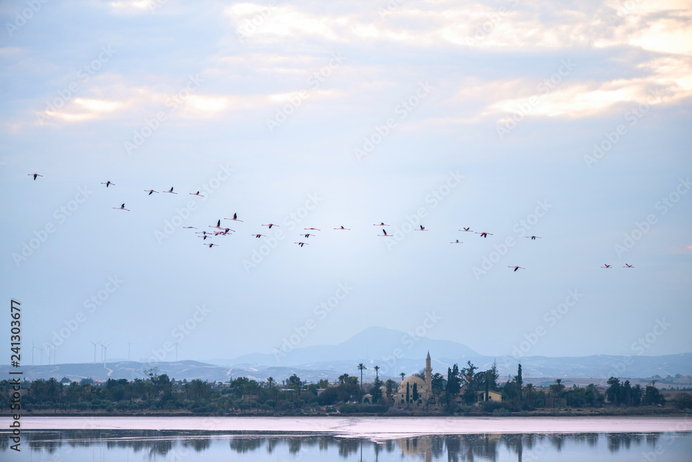 Flying Flamingos above Larnaca Salt-lake and Hala Sultan Tekke mosque, island of Cyprus