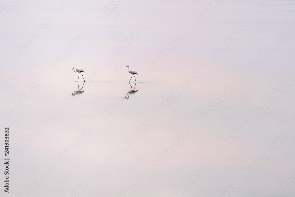 Flock of pink flamingos on the salt lakes of Larnaca at sunset. Cyprus Island Flock of pink flamingos on the salt lakes of Larnaca at sunset. Cyprus Island
