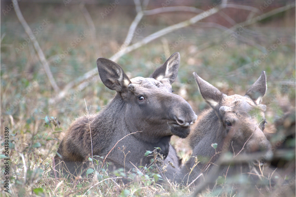 Fototapeta premium Junge Elche