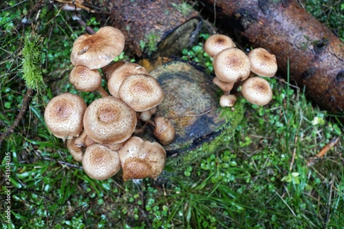Pilze in Österreich im Wald