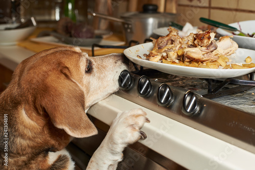 cheeky dog looking food remains / Beagle dog looking plate from table