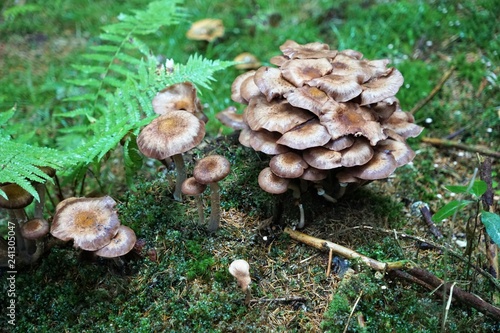 Pilze in einem Wald in Österreich
