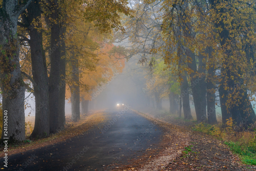misty autumn morning in the countryside; the rural road goes through a large tree alleys; the leaves of the trees are colored yellow and coincide with the edges of the road