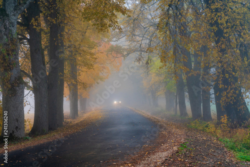 misty autumn morning in the countryside  the rural road goes through a large tree alleys  the leaves of the trees are colored yellow and coincide with the edges of the road