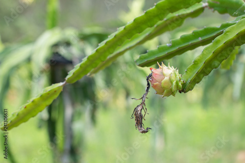 Fresh raw dragon-fruit in farm or Pitahaya fruit growing in or ganic farm photo