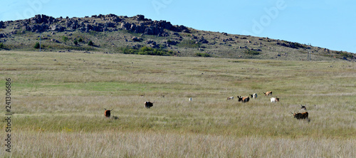 Texas Longhorn Steer wichita mountains wildlife refuge Oklahoma