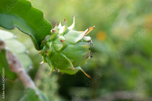 Fresh raw dragon-fruit in farm or Pitahaya fruit growing in or ganic farm photo