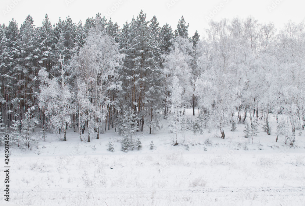 Fototapeta premium winter forest