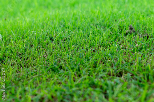 Green grass natural background
