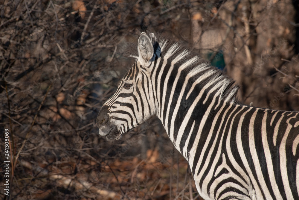 Zebra looking into camera while chewing on dried grass Zebra looking into camera while chewing on dried grass