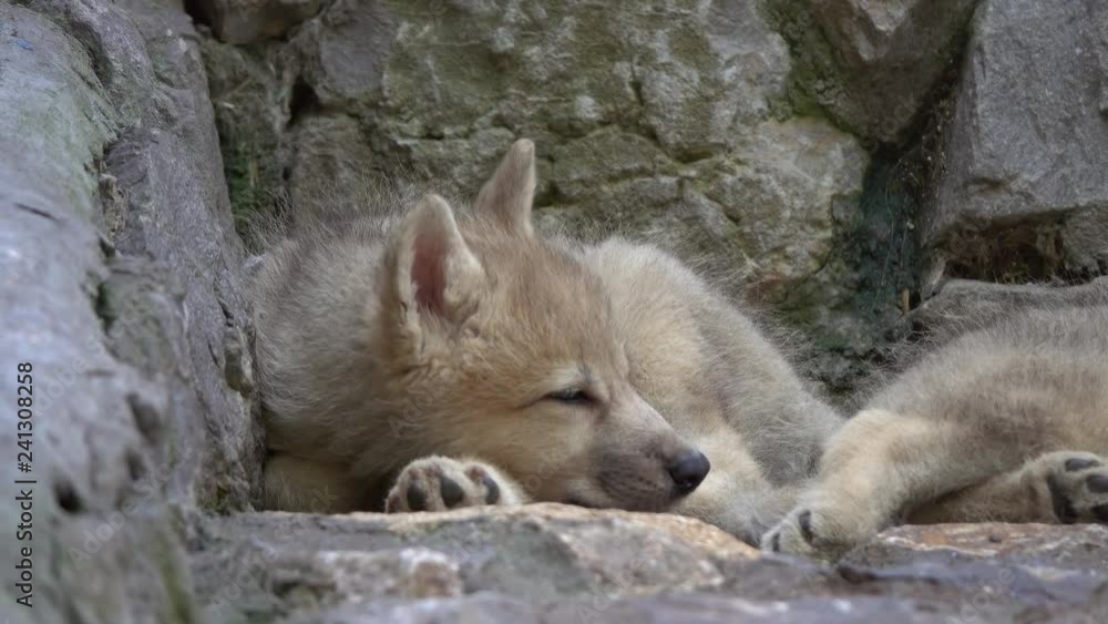 White wolf cub on the rocks, 4k White wolf cub on the rocks, 4k