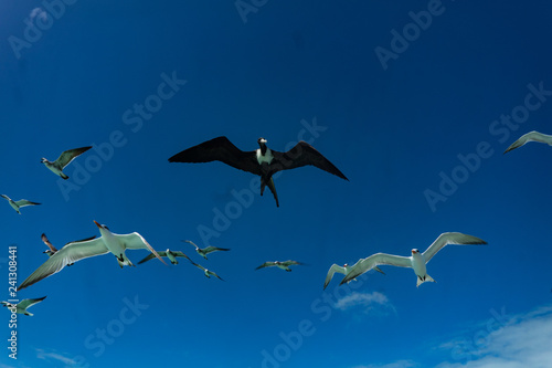 Soaring Birds