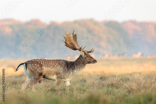 Canvas Print Fallow Deer, Dama dama, buck with antlers walking on the grass at the Eremitagesletten in Dyrehave, Denmark