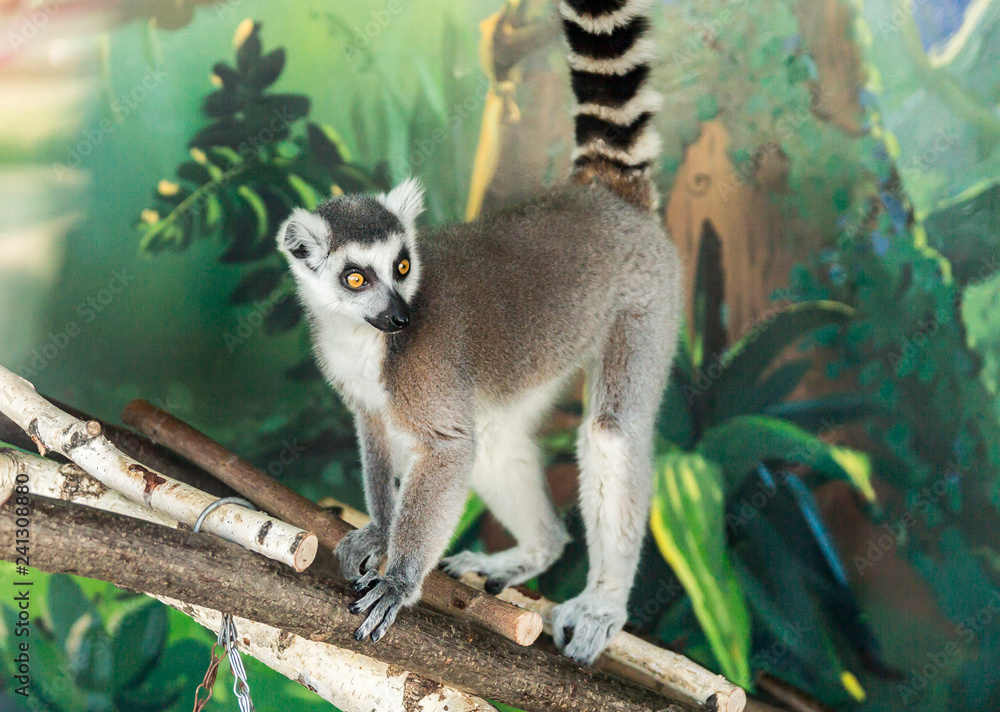 Fototapeta premium raccoon dog on the tree