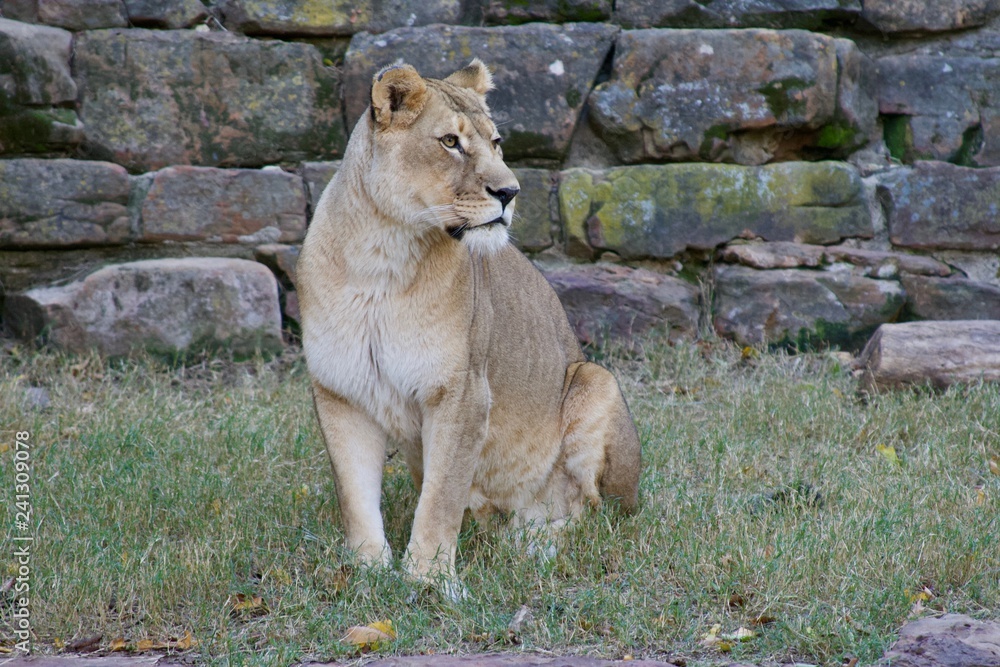 Obraz premium Lioness