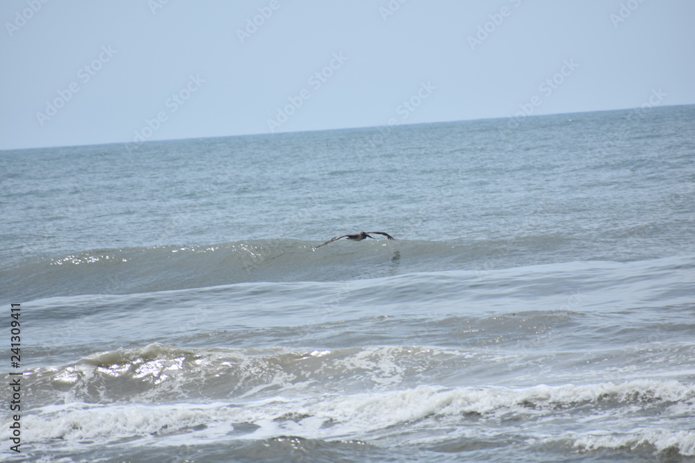 Obraz premium seagull on the beach