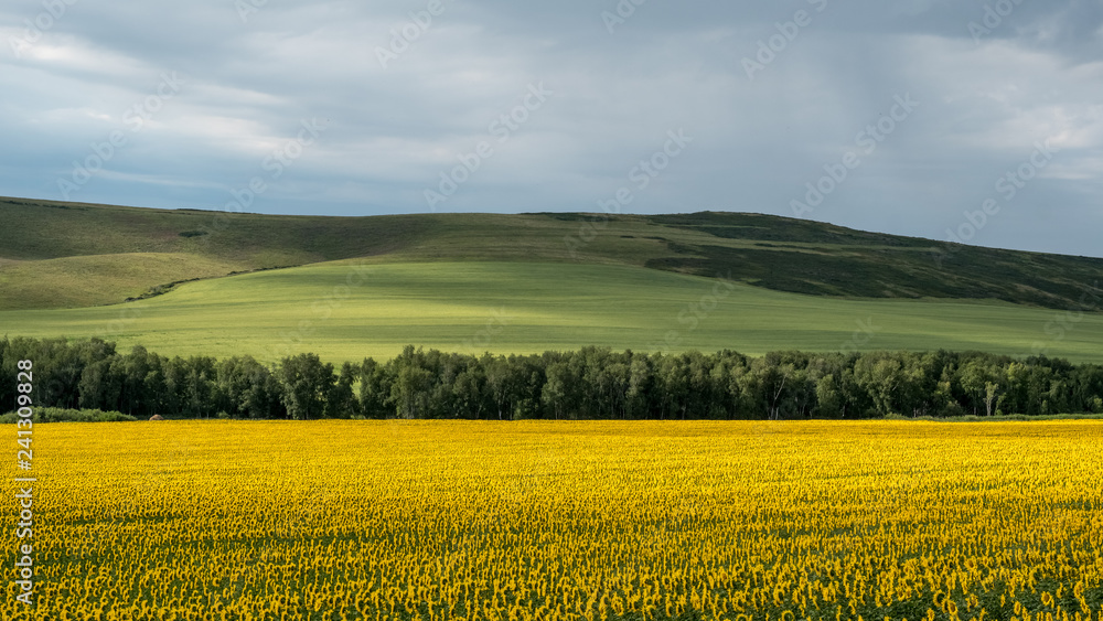 Sunflowers field, East Kazakhstan