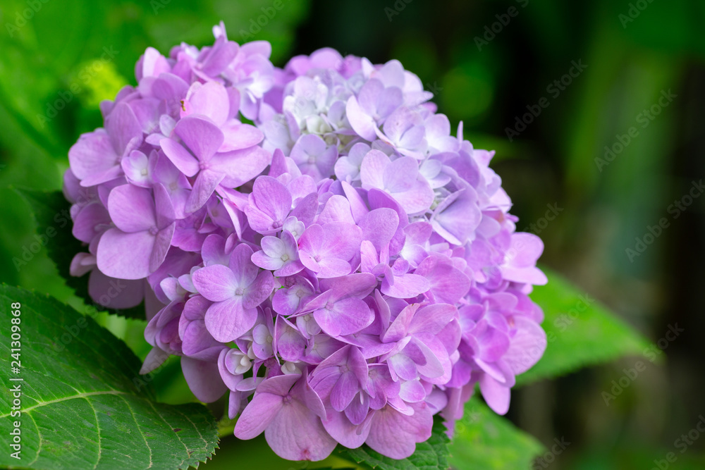 Hydrangea flowers are blooming in spring with green leaves Hydrangea flowers are blooming in spring with green leaves