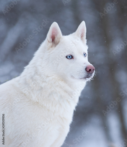 White siberian husky © Mari_art