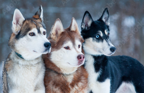 Three beautiful dogs