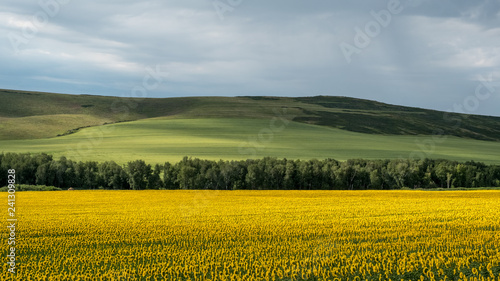 Sunflowers field  East Kazakhstan