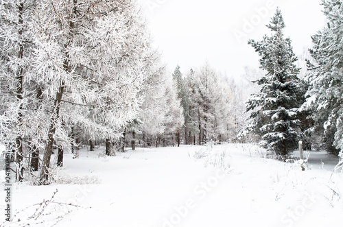 snowy trees and fir in winter forest, Russia