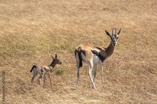 Masai mara, antilopes mère et fille