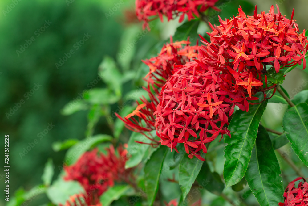 Ixora chinensis lamk flower bouquet in the garden Ixora chinensis lamk flower bouquet in the garden