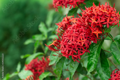 Ixora chinensis lamk flower bouquet in the garden