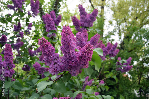 Florescence of Syringa vulgaris (common lilac) springtime. lilac blooming, Spring.