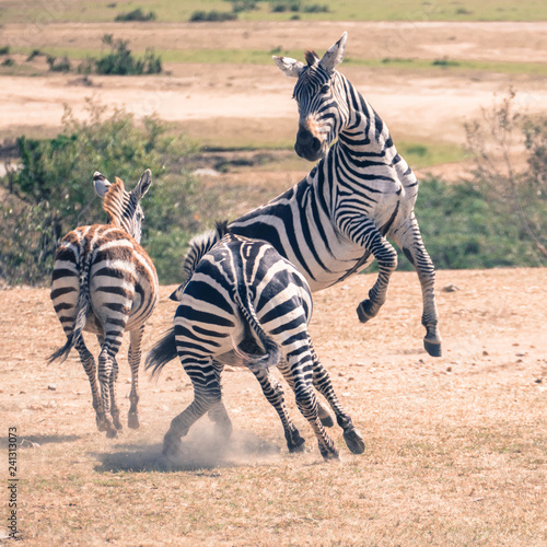 Masai Mara, bagarre de zèbres