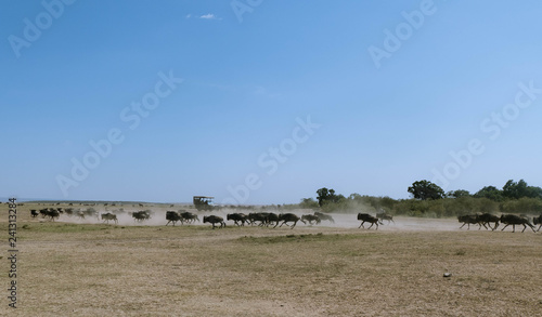 Masai mara, migration gnous