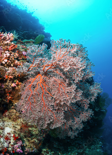 Coral Gorgonaria. Sipadan.