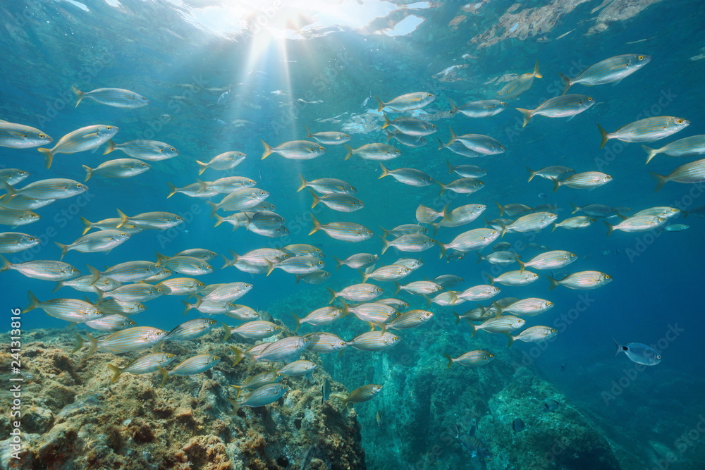 Fototapeta premium A school of fish in the Mediterranean sea Spain
