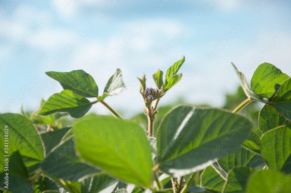 The stem of a flowering soy plant stretches to the sun and rises above the soybean field. Young flowering soybean plants on the field. The stem of a flowering soy plant stretches to the sun and rises above the soybean field. Young flowering soybean plants on the field.