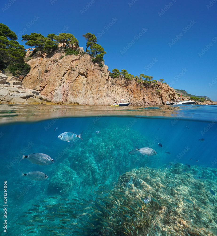 Spain rocky coast fish underwater Mediterranean