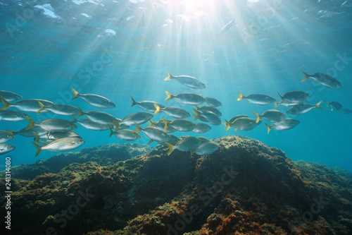 Underwater sunlight fish schooling Mediterranean