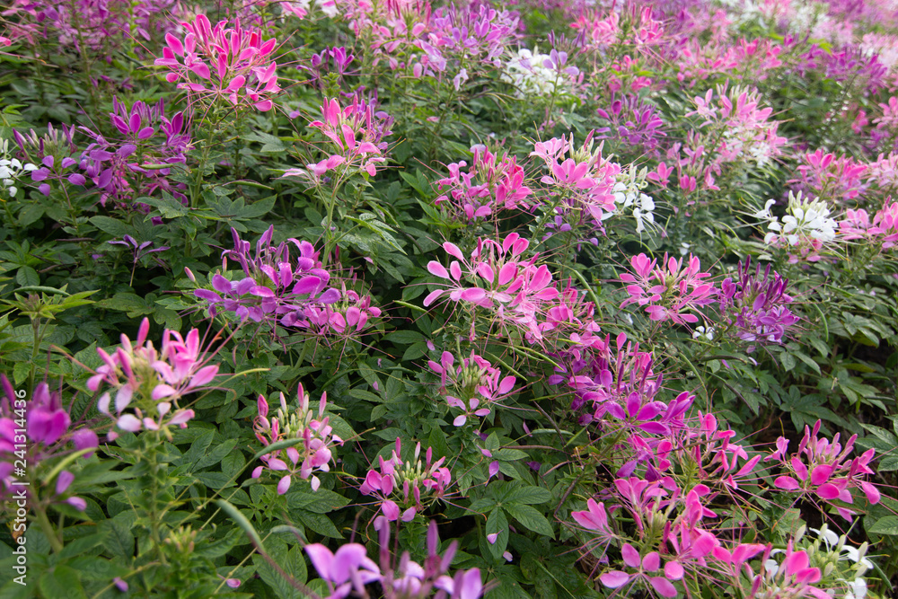 Spider flower(Cleome hassleriana) in the garden for background Spider flower(Cleome hassleriana) in the garden for background