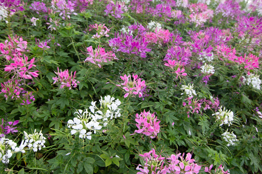 Fototapeta premium Spider flower(Cleome hassleriana) in the garden for background